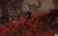 Imagen 21 de Sacred 2 Fallen Angel - Ice & Blood para Ordenador