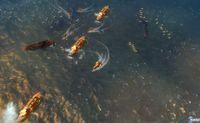Imagen 41 de AQUA: Naval Warfare XBLA para Xbox 360