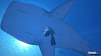 Nueva imagen de Forever Blue para Wii