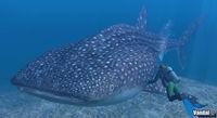 Imagen 19 de Endless Ocean para Wii