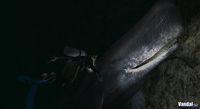 Imagen 30 de Endless Ocean para Wii