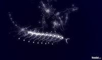 Imagen 4 de flOw PSN para PlayStation 3