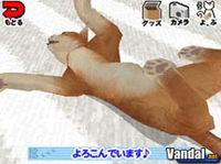 Cr�a gatos con Nintendo DS