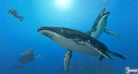 E3: Nuevas im�genes y primer v�deo de Endless Ocean 2