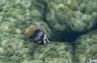 Imagen 25 de Endless Ocean 2: Adventures Of The Deep para Wii