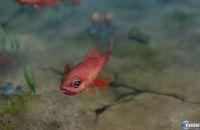 Imagen 33 de Endless Ocean 2: Adventures Of The Deep para Wii