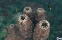 Imagen 29 de Endless Ocean 2: Adventures Of The Deep para Wii