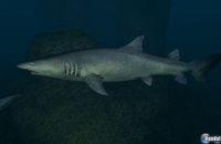 Imagen 28 de Endless Ocean 2: Adventures Of The Deep para Wii