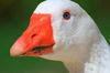 Untitled Goose Game: El juego del ganso más travieso llega en físico para PS4 y Switch