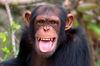 Planet Zoo recibe el pack Southeast Asia Animal y la actualización gratuita 1.5
