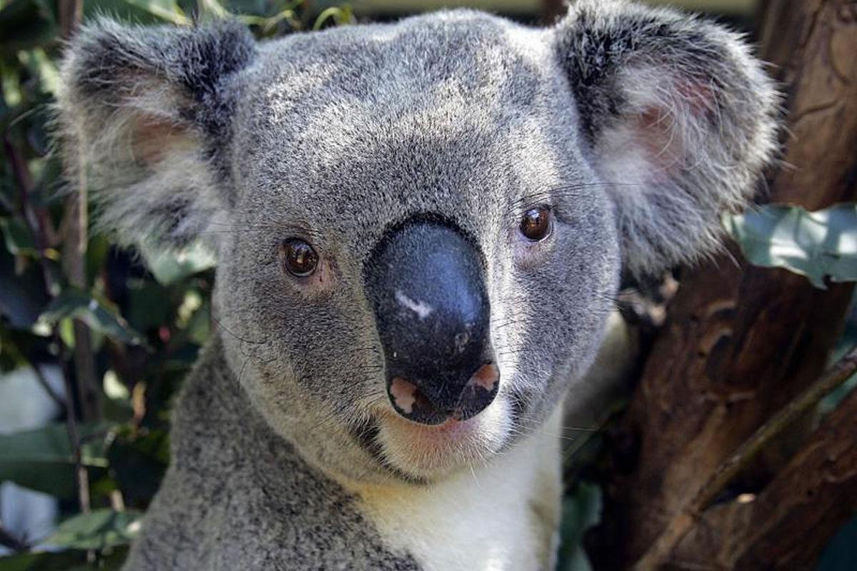 Красная коала. Квинслендская коала. Коала на эвкалипте. Лапа коалы.