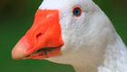Untitled Goose Game se lleva el GOTY en los D.I.C.E. Awards