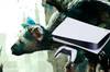 Noticia The Last Guardian funciona a 60 fps en PS5, pero slo en la versin fsica original