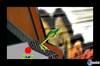 Noticia Nuevas imágenes de Frogger 3D
