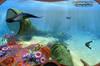 Noticia Subnautica se presenta en imgenes y vdeo