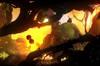 Noticia Badland: Game of the Year Edition anunciado para consolas y PC