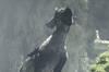 Noticia The Last Guardian finaliza su desarrollo