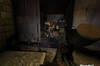 Noticia Nuevas imágenes de SWAT 4