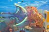 Noticia Los creadores de Subnautica 2 no quieres que mates peces, pero este mod cambia las reglas