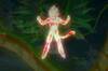 Noticia Dragon Ball Z: Dokkan Battle recupera al verdadero Super Saiyan Legendario y presenta sus nuevos personajes