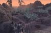 Noticia Nuevas imágenes de Archlord