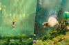 Noticia As� han evolucionado los gr�ficos de Rayman Legends Retold, la reinvenci�n del aplaudido Rayman Legends