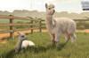 Noticia Farming Simulator 25 anuncia Beans & Alpacas, su nueva expansión con una región sudamericana, café y alpacas