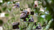 Imagen 6 de Puzzle Art: Primates