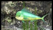 Imagen 24 de Reel Fishing Paradise 3D