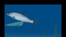Imagen 26 de Reel Fishing Paradise 3D