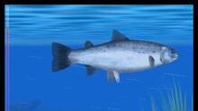 Imagen 43 de Reel Fishing Paradise 3D