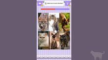 Imagen 3 de Cat Spotting Challenge!