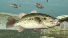 Imagen 15 de Sega Bass Fishing 2
