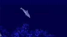 Imagen 4 de Ecco the Dolphin