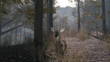Imagen 20 de Pro Deer Hunting 2