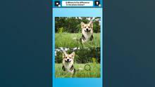 Imagen 3 de Train Your Brain! Spot the Difference with Dog Photos