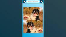 Imagen 4 de Train Your Brain! Spot the Difference with Dog Photos