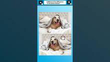 Imagen 5 de Train Your Brain! Spot the Difference with Dog Photos