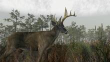 Imagen 23 de Deer Hunting Camp