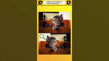 Imagen 3 de Train Your Brain! Spot the Difference with Cat Photos