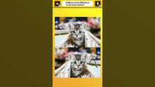 Imagen 4 de Train Your Brain! Spot the Difference with Cat Photos