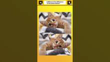 Imagen 5 de Train Your Brain! Spot the Difference with Cat Photos