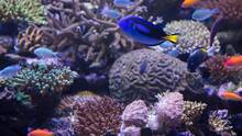 Imagen 1 de Buceo en la gran barrera de coral de David Attenborough