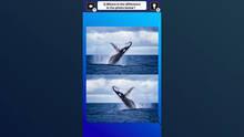 Imagen 4 de Train Your Brain! Spot the Difference with fish photos