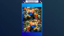 Imagen 5 de Train Your Brain! Spot the Difference with fish photos
