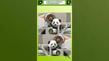 Imagen 2 de Super kawaii! Finding mistakes in panda photos