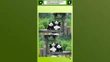 Imagen 4 de Super kawaii! Finding mistakes in panda photos