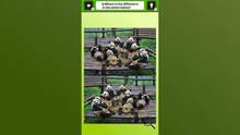 Imagen 5 de Super kawaii! Finding mistakes in panda photos