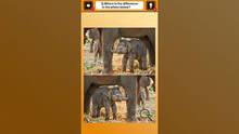 Imagen 3 de Train Your Brain! Spot the Difference with Animal Kids Photos
