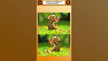 Imagen 4 de Train Your Brain! Spot the Difference with Animal Kids Photos